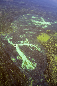 藻类污染的水（绿色​​浮渣）