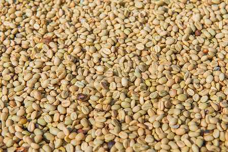 阳光下的阿拉比卡咖啡豆，烘烤前