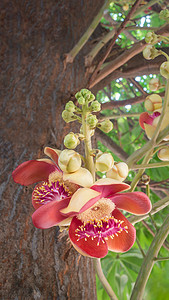 炮弹花摄影照片_炮弹树 (Couroupita guianensis)