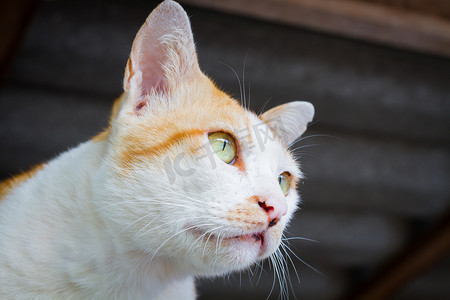 无家可归的白色橙色猫肖像，眼睛缩小。