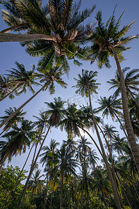 蓝天下的椰子树群。
