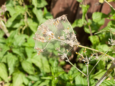 纤细的蜘蛛网覆盖着花卉植物