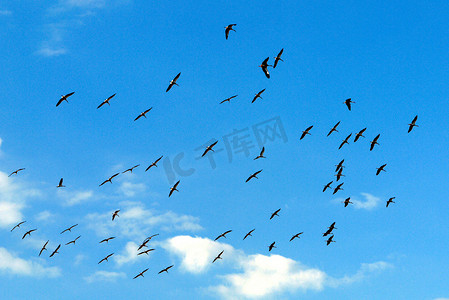 一群美丽的鸟儿在天空盘旋