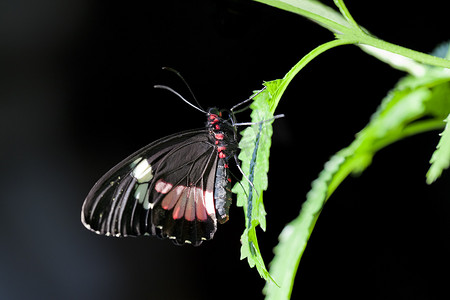 中美洲牛心蝶