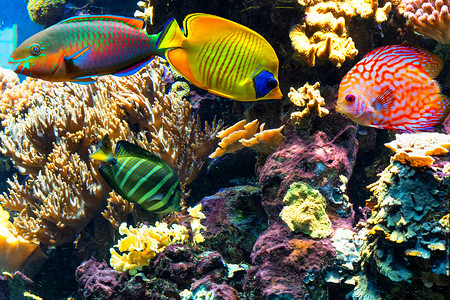 五颜六色的美丽鱼和海中的水下景观。