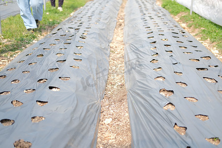 抑制摄影照片_用于在蔬菜床上种植植物的带孔抑制杂草的塑料地膜