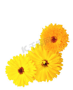 花平铺摄影照片_在白色的三朵黄色和橙色金盏草花