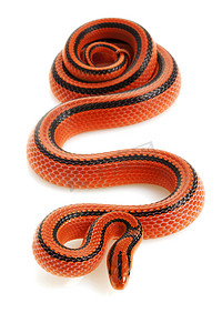 泰国竹鼠蛇