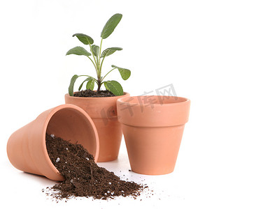 泥土盆栽摄影照片_带泥土和幼苗的陶罐