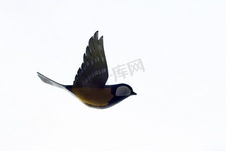 飞行中的鸟摄影照片_飞行中的鸟 - 大山雀 - 具有白色（过度暴露）背景。