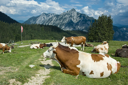奶牛休息摄影照片_在奥地利休息的奶牛