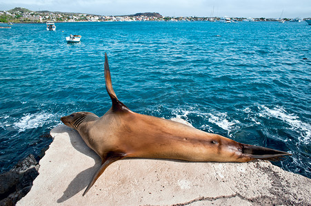 海狮在阳光下休息，巴克里索莫雷诺港，加拉帕格