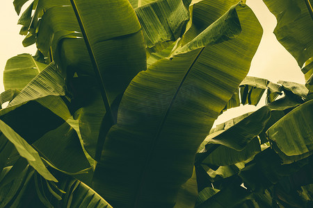 绿色芭蕉叶摄影照片_热带芭蕉叶丛林