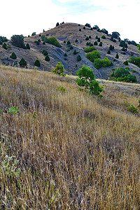 草点缀摄影照片_一座小山的有趣斜坡，上面有干草，点缀着绿色的幼树