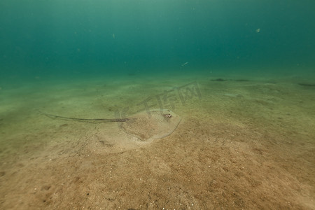 红海中的黑斑黄貂鱼 (himantura uarnak)。