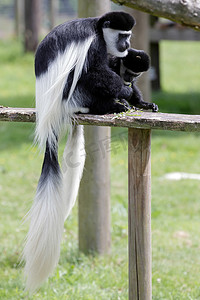 黑白疣猴 (Colubus)