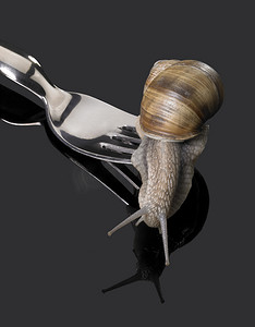 叉子耙上的葡萄蜗牛