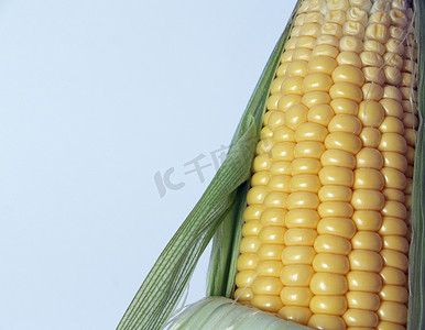 播种耕地摄影照片_玉米