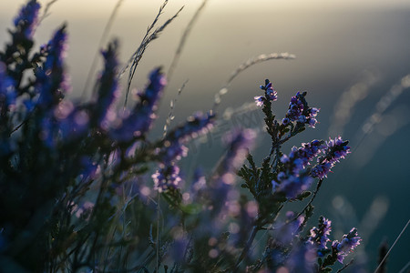 日落时约克郡风景中开花的石南花植物的特写