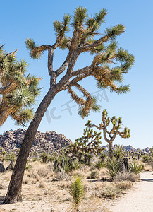 约书亚树（Yucca brevifolia）沿乔州的柳树洞小径
