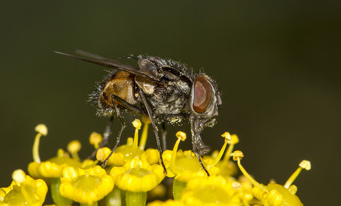 常见的苍蝇昆虫