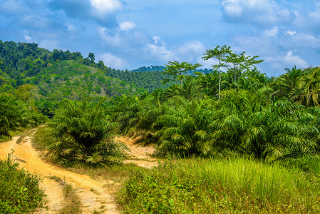 丛林中的泥泞乡间小路，Khlong Phanom 国家公园，Kapong