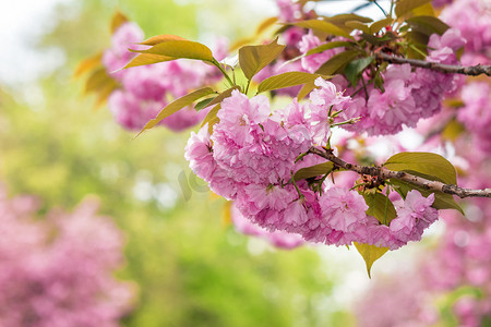 樱花树枝上的粉红色花朵