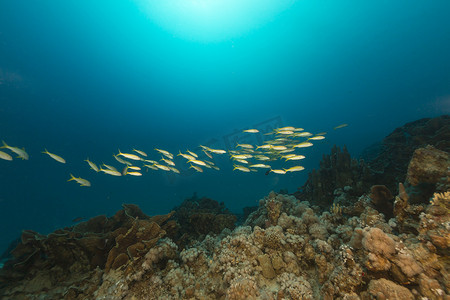 汕尾红海湾摄影照片_红海中的鱼和热带珊瑚礁。
