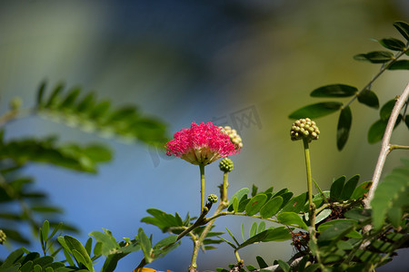 粉色花粉扑或头粉扑