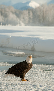雪免费摄影照片_成年白头鹰 (Haliaeetus leucocephalus) 在雪地上的肖像