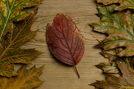 旧木板上的秋叶