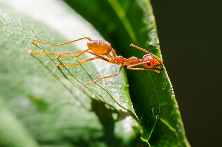韦弗蚂蚁或绿蚂蚁 (Oecophylla smaragdina)