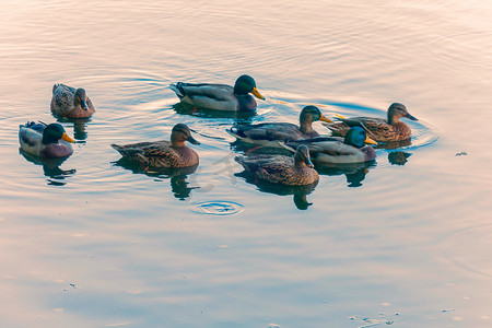 一闪一闪的灯摄影照片_一群美丽的鸭子闪着五颜六色的羽毛 saili