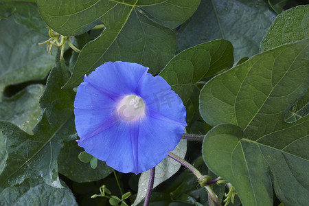 生物性摄影照片_常春藤叶牵牛花的特写图像