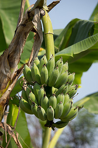 树上的绿香蕉，Pisang Awak 香蕉