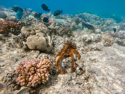 礁石章鱼 (Octopus cyanea) 和珊瑚礁上的鱼