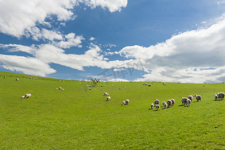 农业摄影照片_羊在新西兰