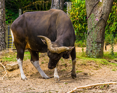 牧场上的黑色 Banteng 公牛，来自印度的濒危动物