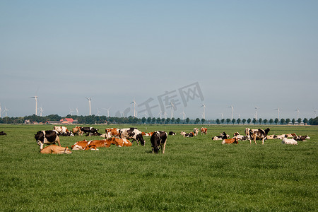 荷兰农业摄影照片_荷兰乌尔克绿色草甸草原上的荷兰棕白奶牛与黑白奶牛混在一起