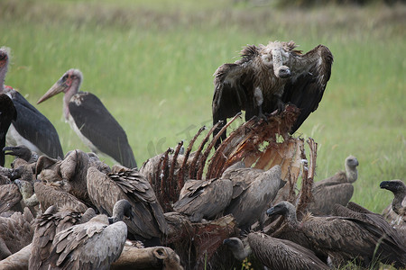 野生格里芬秃鹰非洲大草原肯尼亚危险鸟