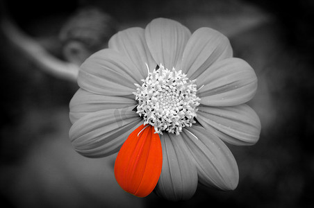 抽象一朵彩色花瓣在一朵黑白花上（区别）