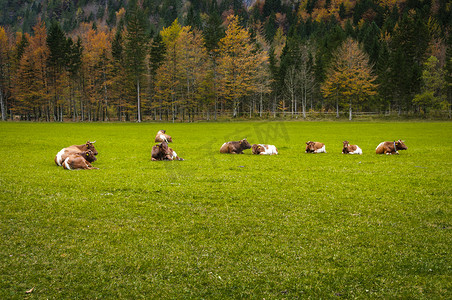 牧场上的牛群，秋天的色彩，背景中的森林；