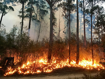 火焰大火摄影照片_一场大火在新南威尔士州南海岸燃烧