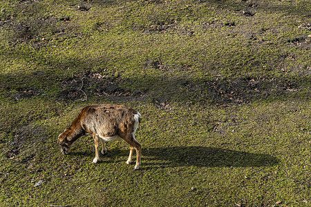 走在大绿色领域的年轻 mouflon