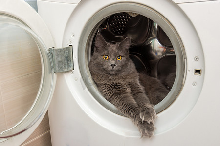 家猫坐在洗衣机里