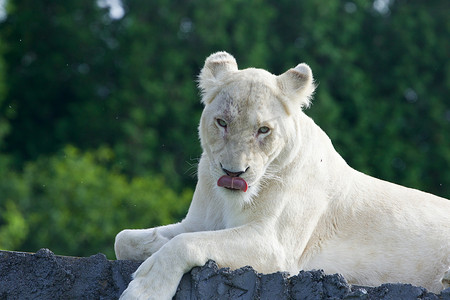 一头危险的白狮的奇怪景象