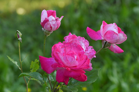 绿树成荫的花园灌木丛上难以察觉的粉红玫瑰