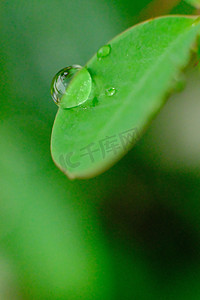 有水滴的绿叶