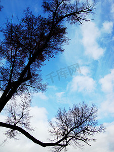 深蓝色天空下的一根深色树枝