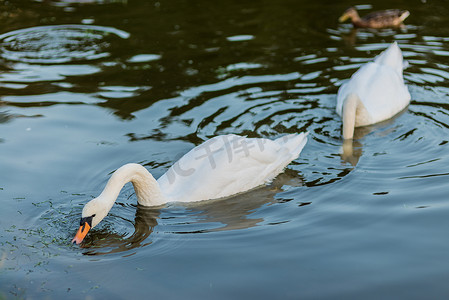 夏日湖上的白天鹅和鸭子游泳
